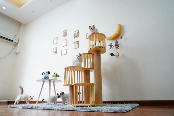 Camera durevole Kitten Cat Climbing Tree Tower Condo con il graffio delle poste