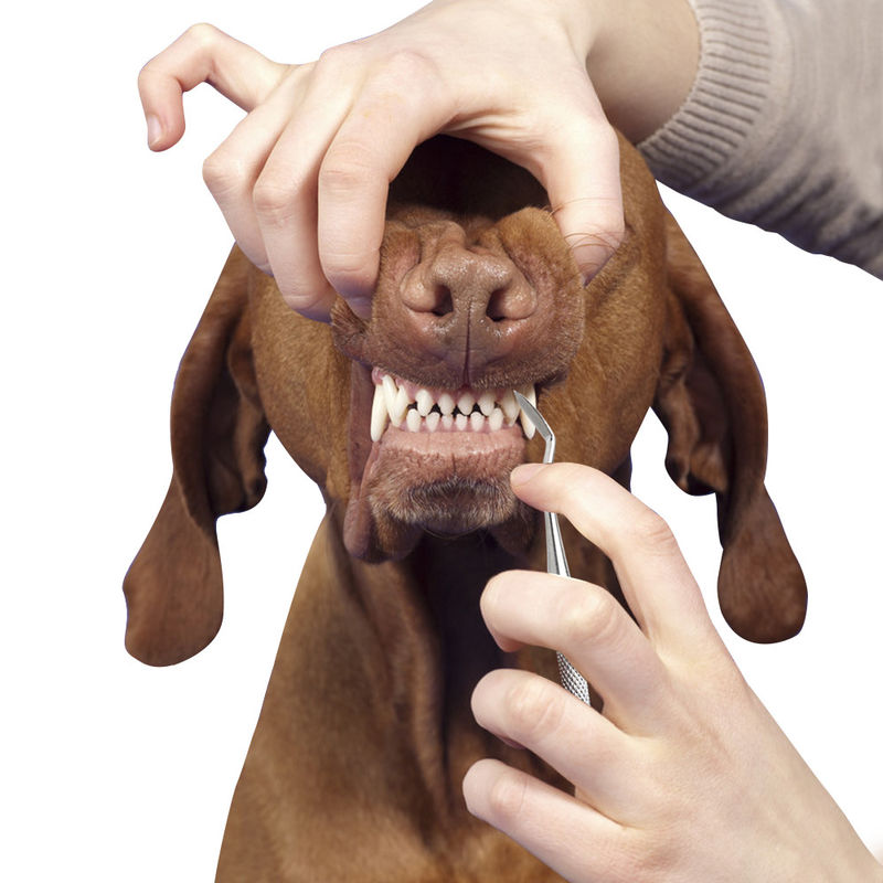 Denti di cane portatili dell'animale domestico dei gatti degli strumenti governare dell'animale domestico che puliscono calcolo dentario del tartaro della penna 17cm