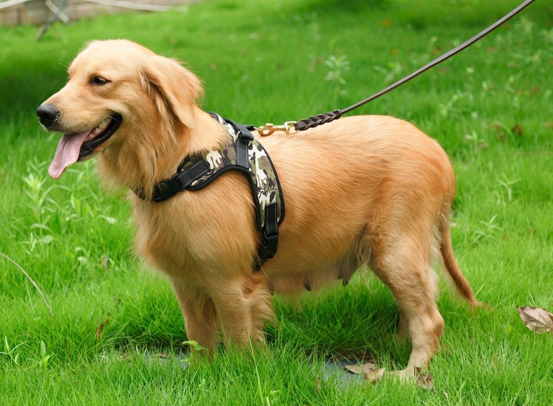 Cinghia pettorale della sella del cane di animale domestico della maglia del cablaggio di Oxford Mesh Canvas Adjustable Padded Dog respirabile nessun collare dell'animale domestico di tirata