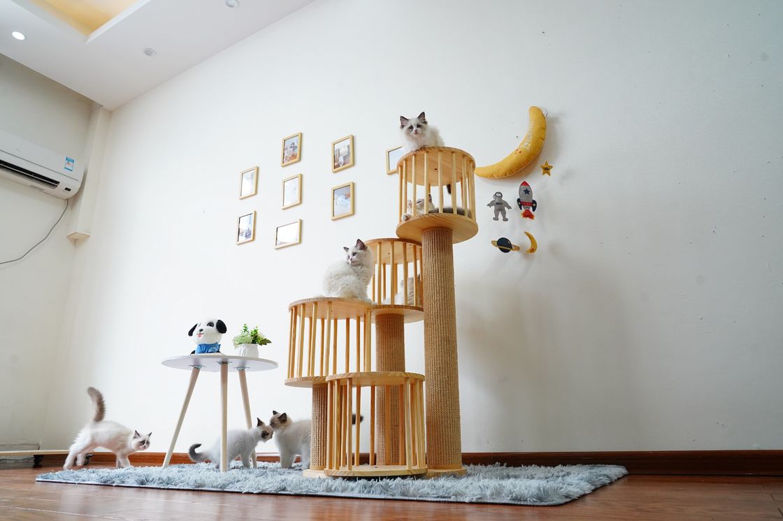 Camera durevole Kitten Cat Climbing Tree Tower Condo con il graffio delle poste