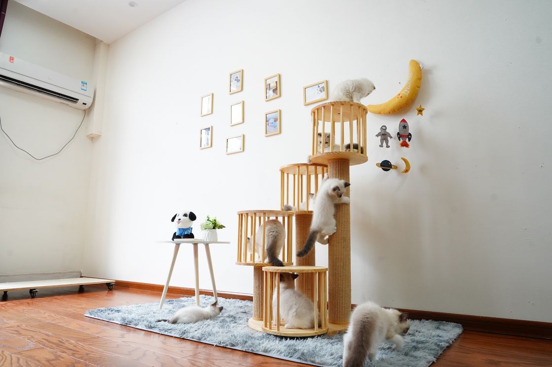 Camera durevole Kitten Cat Climbing Tree Tower Condo con il graffio delle poste
