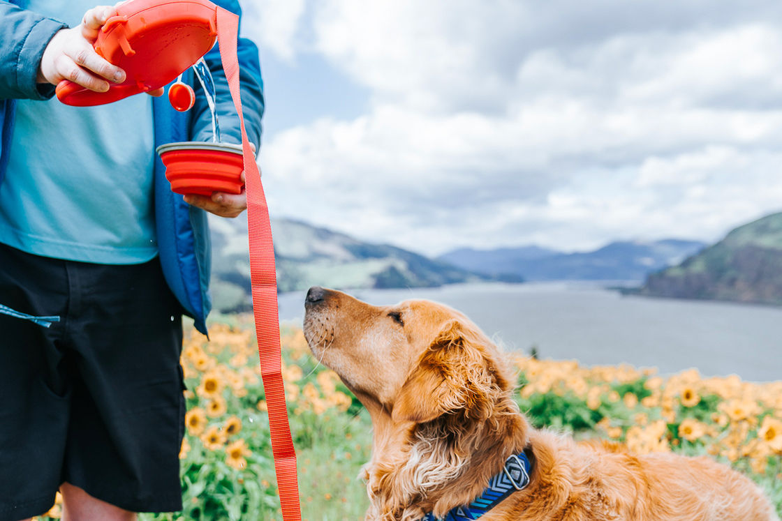 Bottiglia di acqua portatile 5 della ciotola del cane costruita guinzaglio in 1