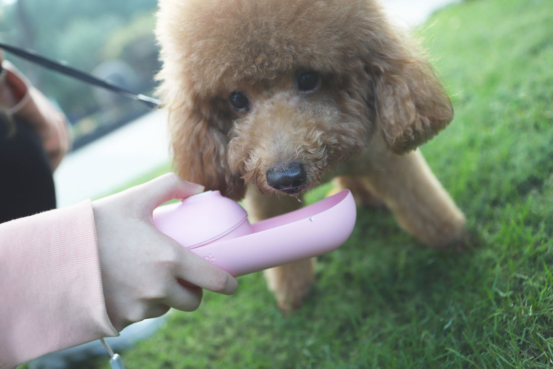 Piccolo bollitore dell'animale domestico di Mini Portable del cane del cane dell'erogatore pieghevole rosa della bottiglia di acqua